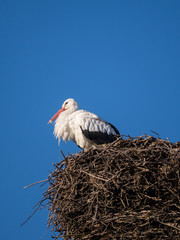 Stork on a nest pole