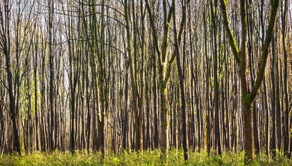 Pattern of young trees in forest