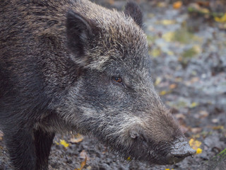 Adult wild boar