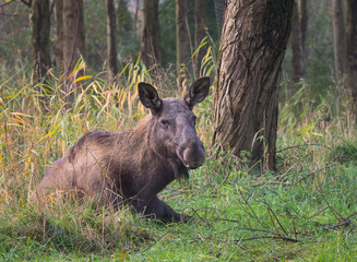 Eurasian Elk or Moose