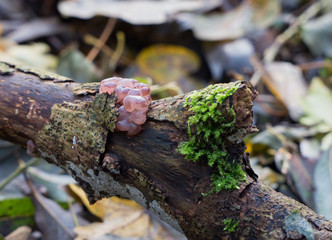 Ascocoryne sarcoides or jelly drops fungi