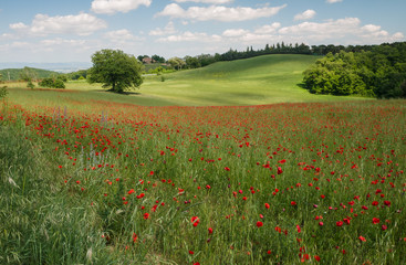 Field of brightly colored poppy flowers in spring