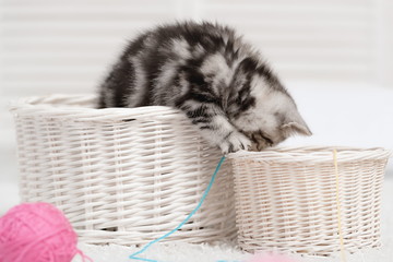 Small tabby kitten in a white basket
