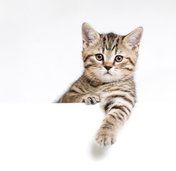 Fototapeta na wymiar Kot lub kotek samodzielnie za biały szyld