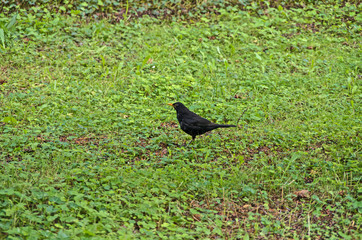 Turdus Merula male