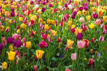 Tulip garden in Amsterdam
