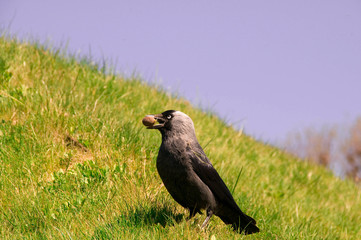 Fototapeta premium Jackdaw (Corvus monedula)