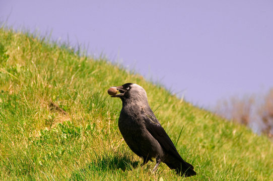 Jackdaw (Corvus monedula)