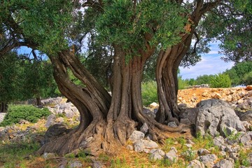 Fototapeta na wymiar Olivenbaum Stamm - pnia drzewa oliwnego 11