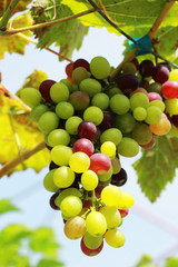 fresh grapes in the vineyard