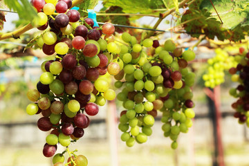 fresh grapes in the vineyard