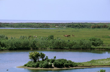 Parc ornithologique; Marquenterre; Baie de somme;80