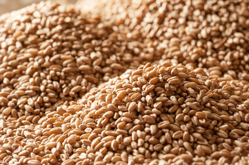 Background from ripe wheat grains 