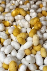 yellow cocoon silkworm
