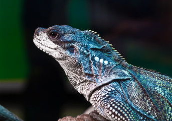Lizard
