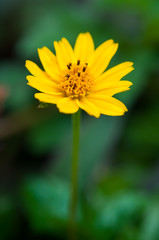 Dahlberg daisy