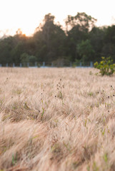Mountain grass Ranong Thailand