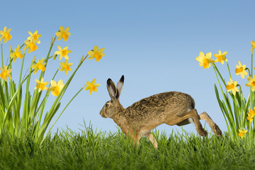 Osterhase mit Osterglocken