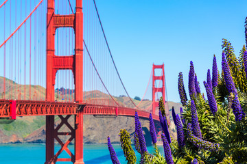 Golden Gate Bridge San Francisco purple flowers California