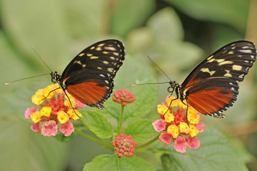 Maracujafalter - Zwillinge - Schmetterlinge auf Blume