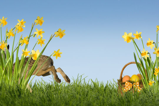 Osterhase mit Osterglocken