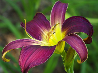 Kwiat liliowca jak pająk © ellaa44