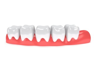 Teeth on gingiva isolated on white back.