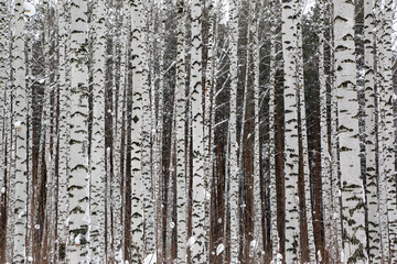winter birch forest