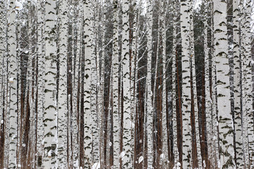 Fototapeta premium winter birch forest