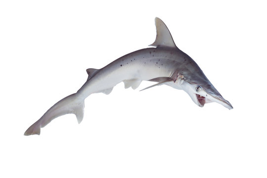 The bonnethead shark or shovelhead, Sphyrna tiburo, in profile
