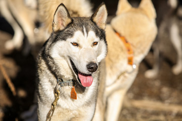 chien