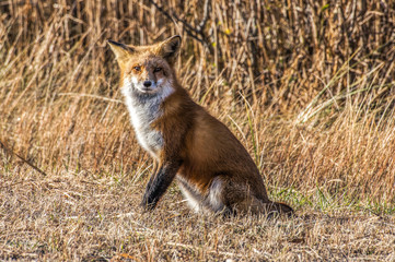 Fototapeta premium Female Fox 7295