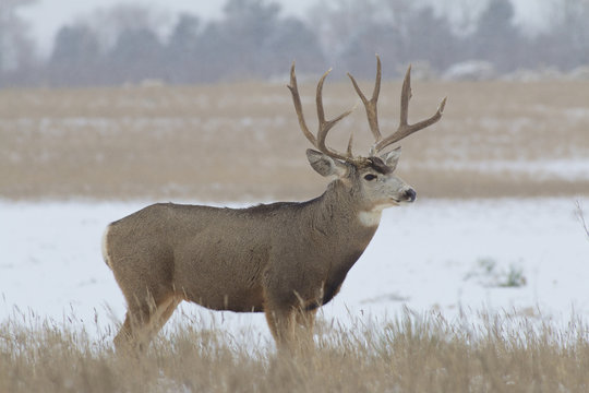 Mule Deer Buck in Field