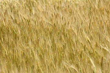 Wheat
