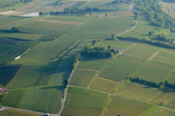 vigne du Kaiserstuhl