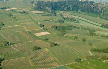 vignes du Kaiserstuhl