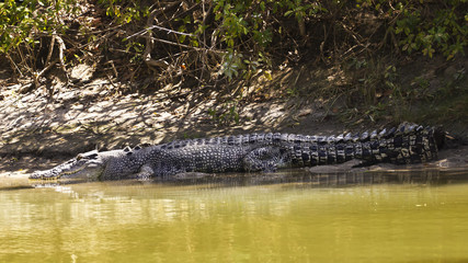 Large saltwater crocodile