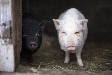 Two young vietnamese pigs
