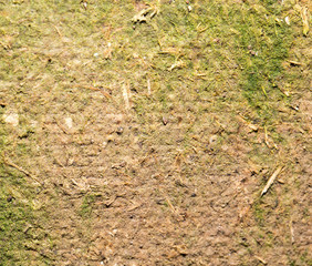 green moss on the old wooden background