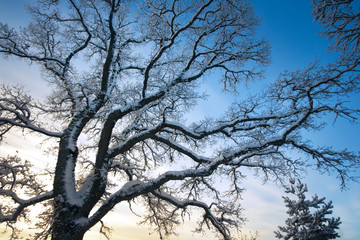 Branches covered with snow