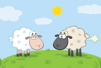 Fototapeta premium White Sheep And Farting Black Head Sheep On A Meadow