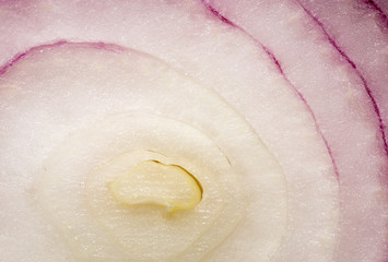 Red Onion Slice cross section, macro background closeup