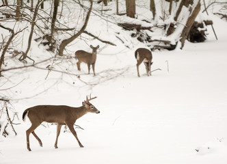 White Tailed Deer
