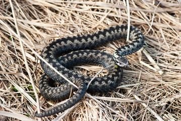 Fototapeta premium European adder