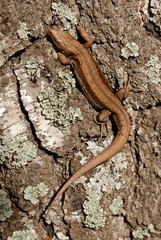 lizard on wood table