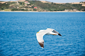 Seagull soaring in the blue sky
