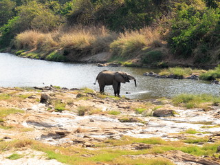 Nkhotakota elephant