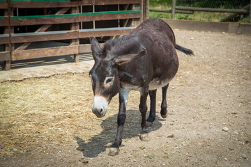 Fototapeta premium one donkey in the farm