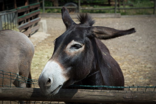 one donkey in the farm