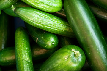 Cucumber